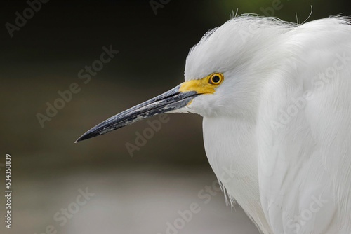 Snowy egret in breeding plumage, Merritt Island National Wildlife Refuge, Florida