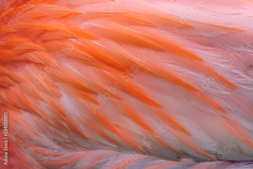 Pink feather pattern on back of flamingo, Florida.
