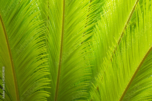 USA, Georgia, Savannah. Spring fronds on a sago palm.
