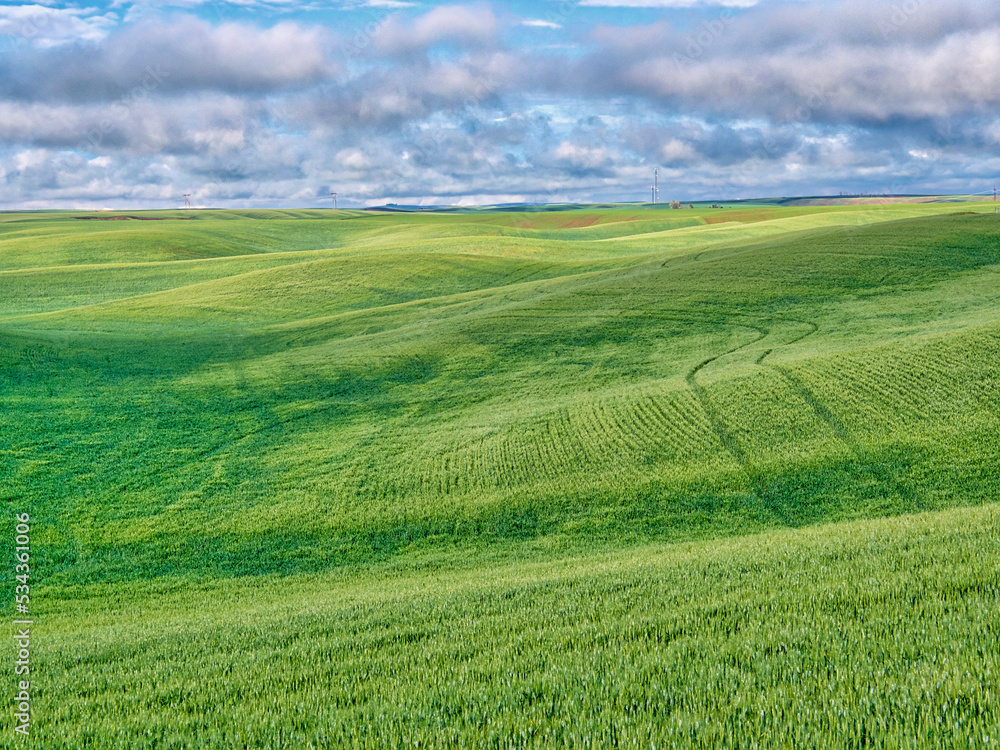 USA, Idaho, Palouse. Spring wheat field on the rolling hills