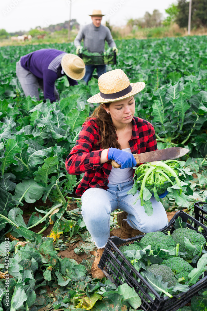 Positive female farmer gathering harvest of vegetables, cutting broccoli
