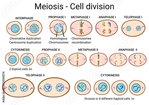 Meiosis cycle cell division School supplies Biology study photo