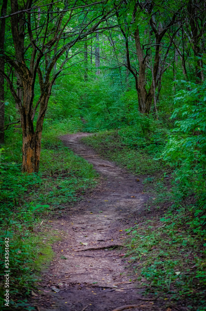 Forest path, Whitewater Memorial State Park, Indiana, USA.