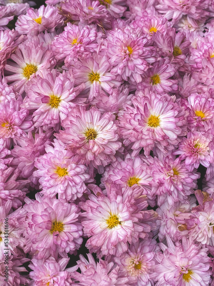 Purple/pink chrysanthemum flowers background 
