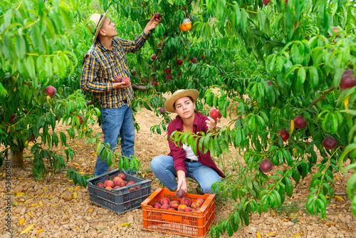 European man and young girl harvesting ripe peaches from leafy branches in garden.