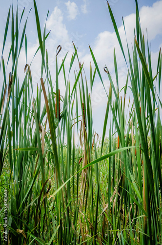 Cattails along the lake, Whitewater Memorial State Park, Indiana, USA.