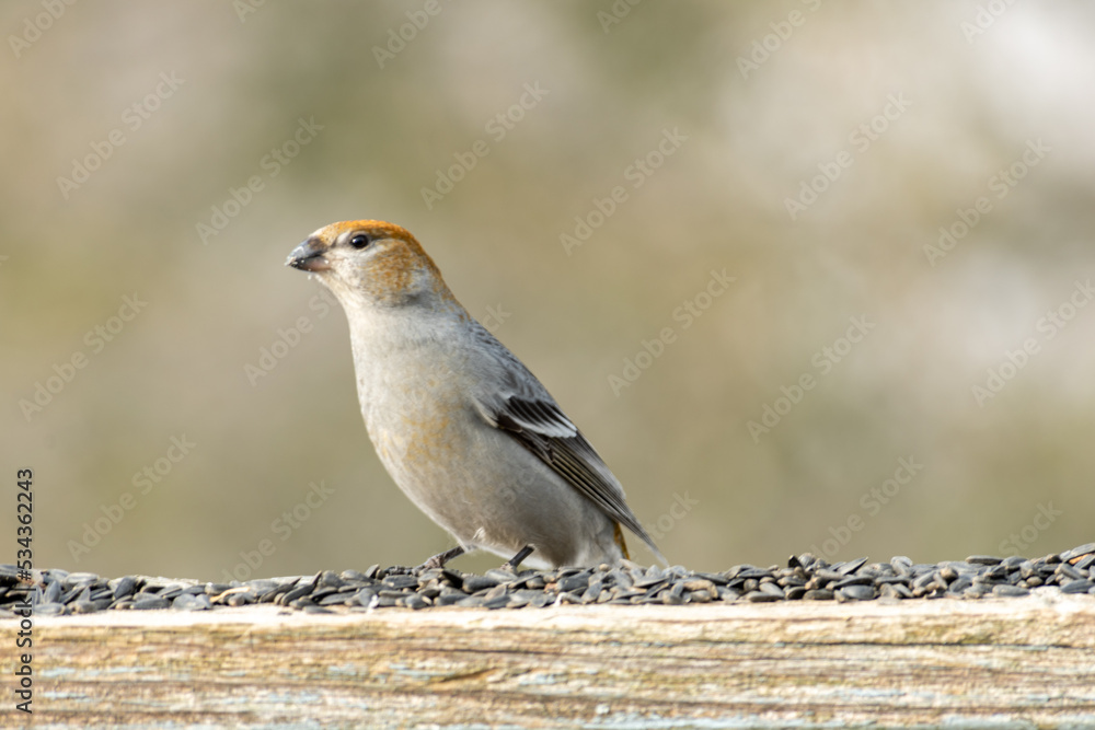 Female Pine Grosbeak Finch Female Pine Grosbeak Finch