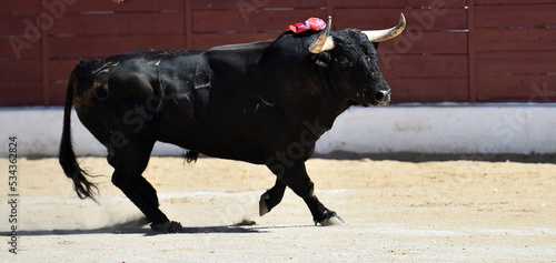un gran toro negro con grandes cuernos en un tradicional espectaculo de toreo en españa