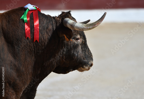 cabeza de un fuerte toro español