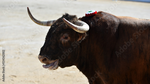 horns of strong spanish bull