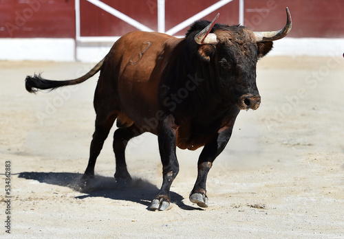 bull in the spanish bullring in a traditional spectacle of bullfight