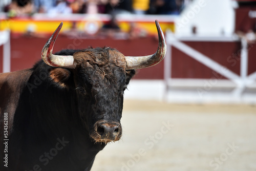 cabeza de un fuerte toro español