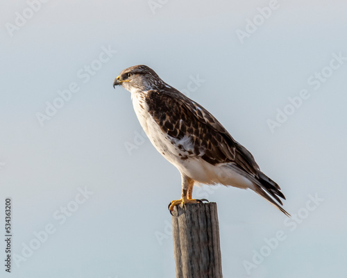 Hawk sitting on fence post