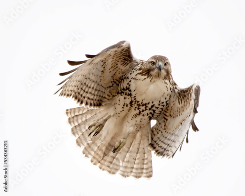 Red-tailed Hawk (Buteo jamaicensis) in flight