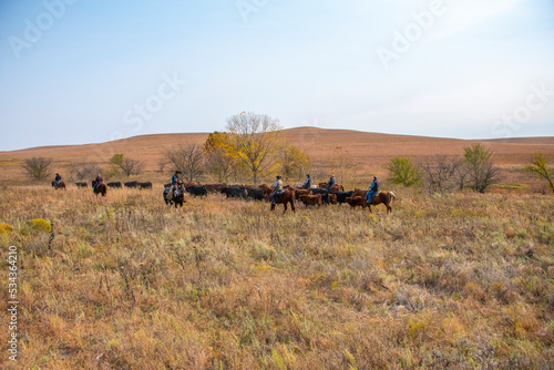 Fototapeta Naklejka Na Ścianę i Meble -  Herding cattle through the Flint Hills of Kansas