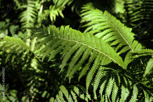 Beautiful fern with lush green leaves growing outdoors  closeup