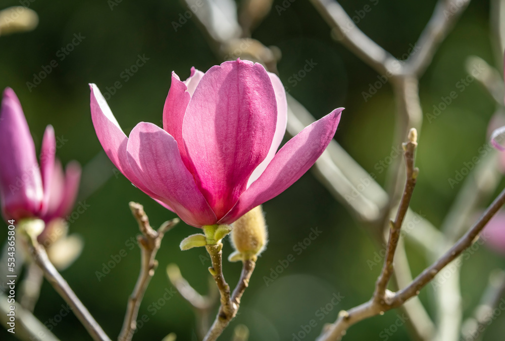 pink magnolia flower spring branch in garden