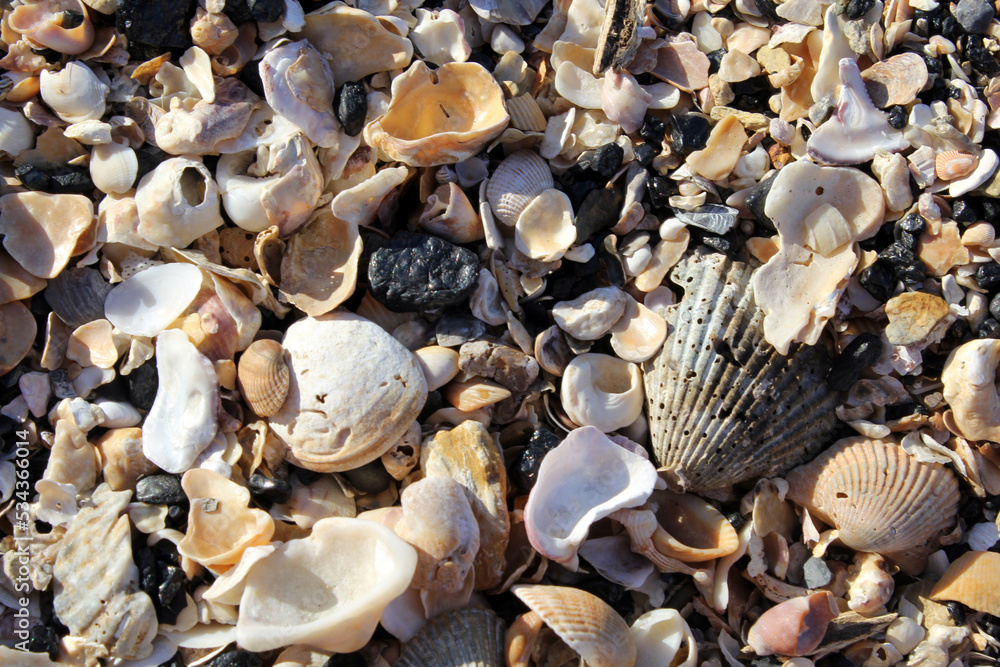 Close up textured background of sea shells on a beach