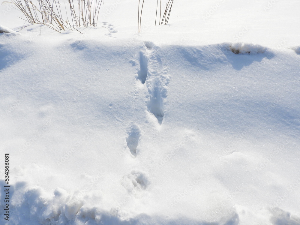 雪の上を歩いた小動物の足跡