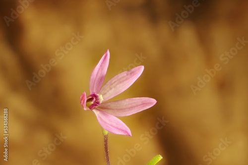 Isolated Pink Fingers orchid (Caladenia carnea) Australian native plant. © Wattlebird