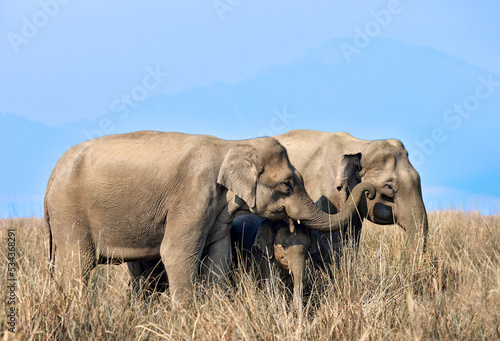 Pair of wild elephants with calf at Dhikala zone in Jim Corbett national park in Uttarakhand India photo