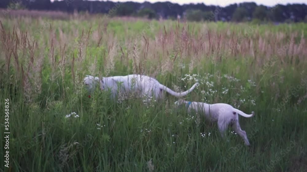 Two white Dogo Argentino dogs walking at the field. Spending time with dogs at the nature Two white Dogo Argentino dogs walking at the field. Spending time with dogs at the nature