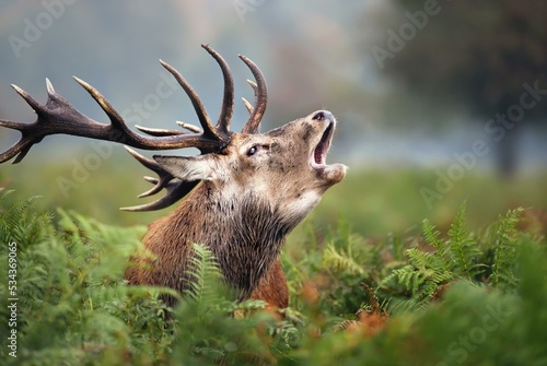 fauna deer with field wild and reindeer forest or grass wildlife and horn mammal this is perfect for you who love or like moose capreolus capreolus, park roe deer, antler animal, and etc Fototapet