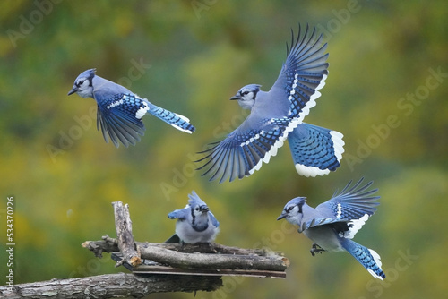 Canvas Print Blue Jay fighting over food on fall day, two flying off in retreat