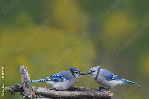 Blue Jay feeding seed to other Jay, probably a full grown chick or its mate