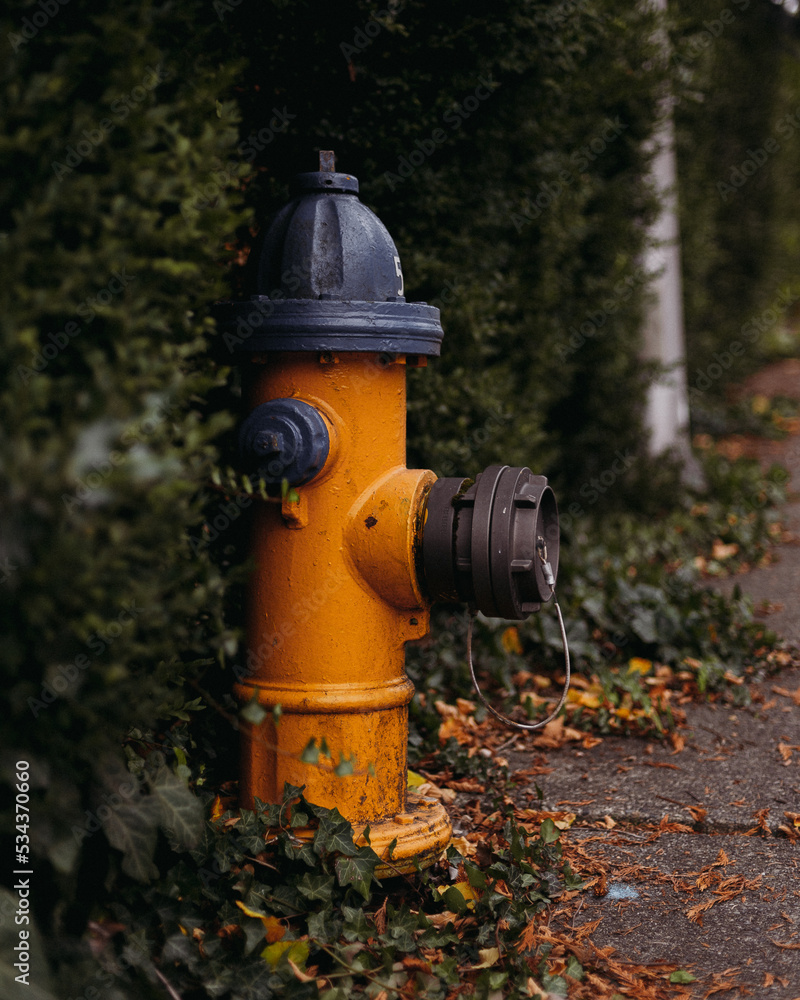 fire hydrant 
