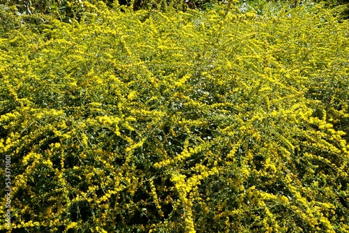 Tiny yellow flowers of Rough Goldenrod 'Fireworks' photo