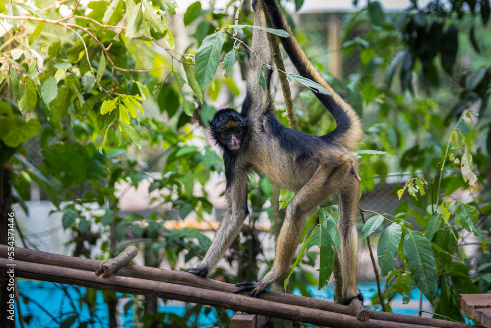 Fototapeta premium beautiful portrait of monkey at peruvian jungle