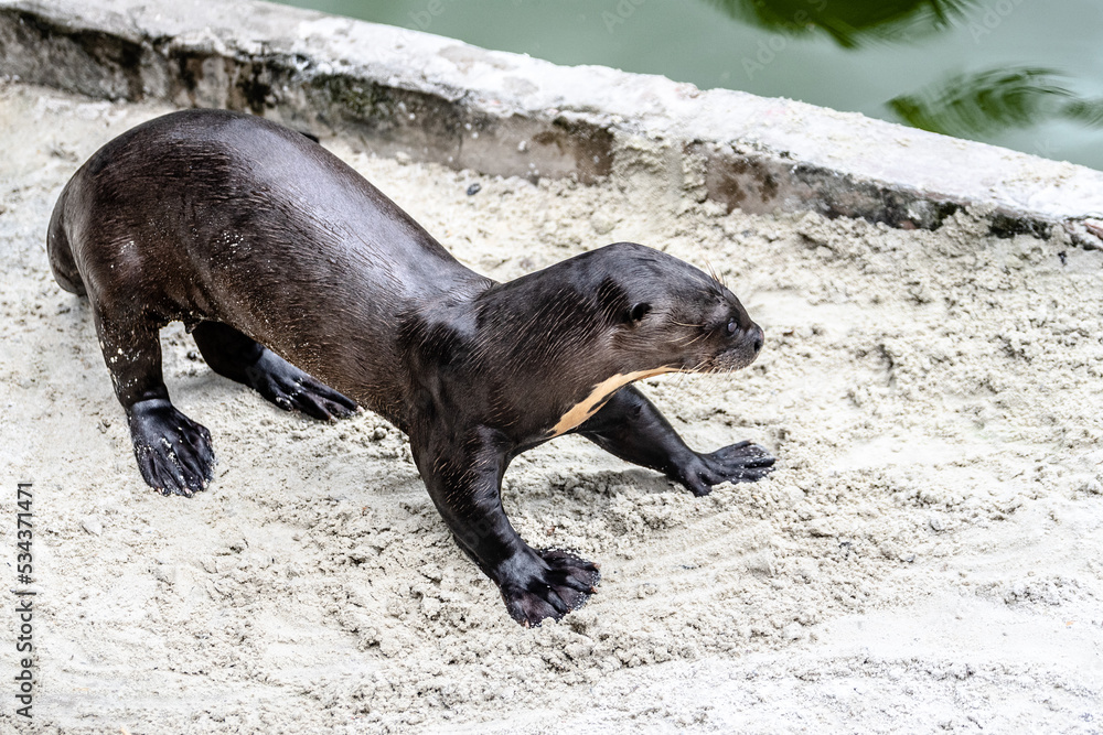 Fototapeta premium portrait of sea lion in a zoo