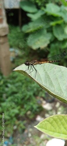 butterfly on a leaf
