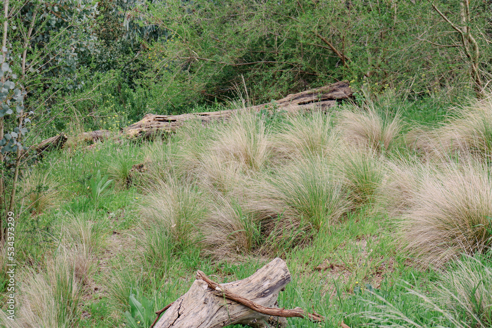 bushland landscape with grasses and old logs bushland landscape with grasses and old logs