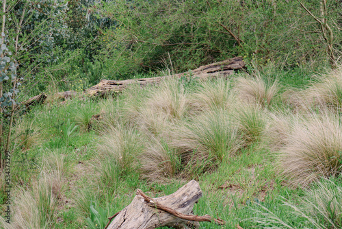 bushland landscape with grasses and old logs