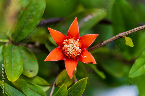 Canvas Print Pomegranate flower fully bloomed on small pomegranate plant with blur background