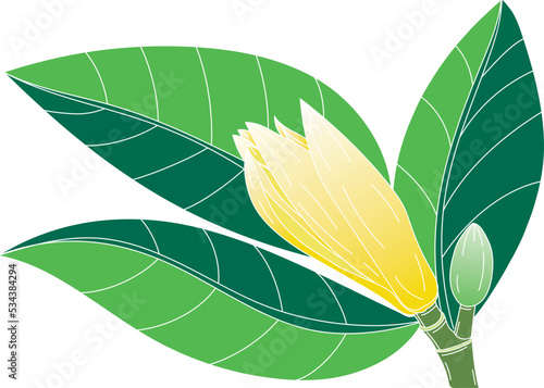 Abstract of chempaka flower with leaf on white background