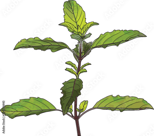 Abstract of Holy Basil, Sacred Basil leaves on white background.