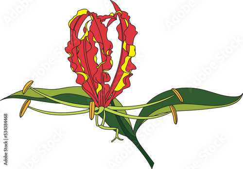 Abstract of Flame lily, Climbing lily, Turk's cap flower with leaf on white background photo