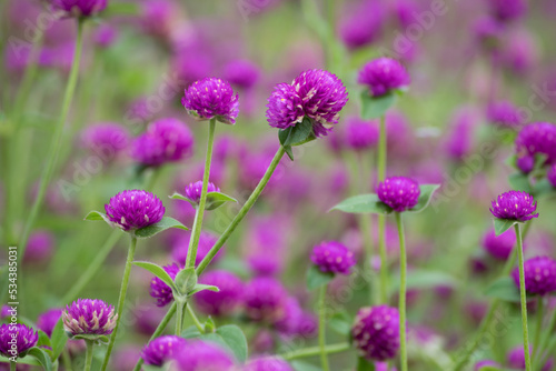 Purple flowers and blurred background