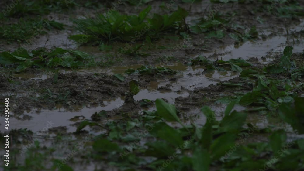 Close up of rain drops of grassy muddy ground with puddles during rain storm Close up of rain drops of grassy muddy ground with puddles during rain storm