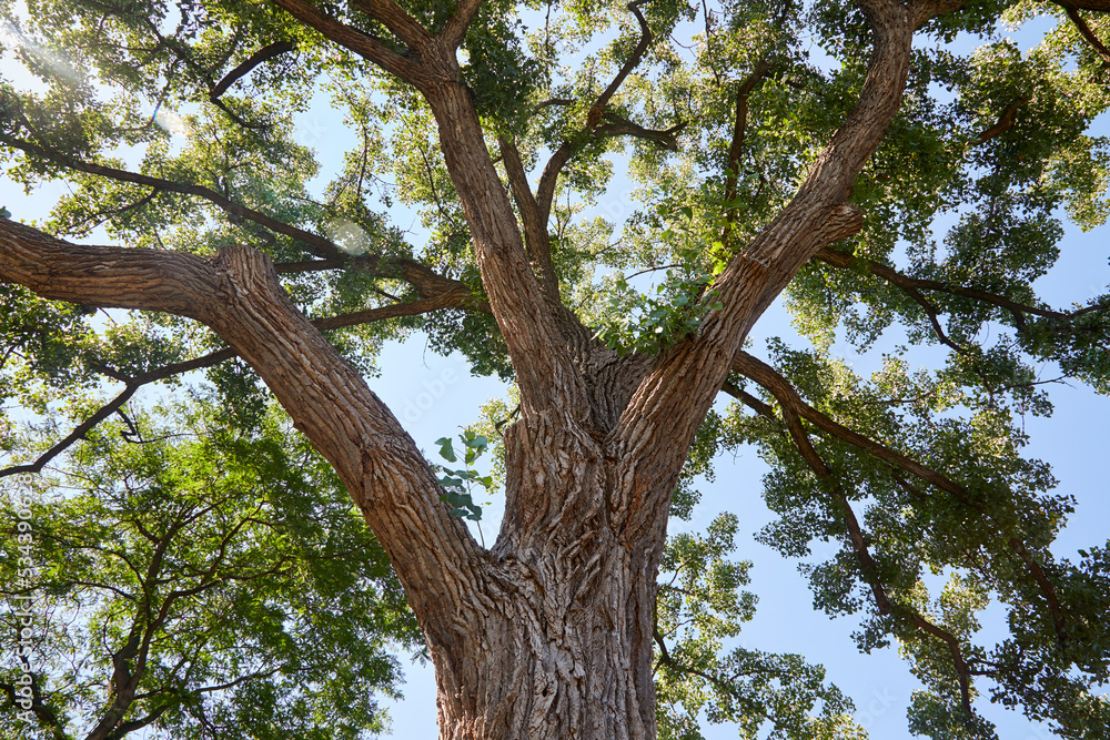 A very large and old tree growing in my front yard on a beautiful summer day