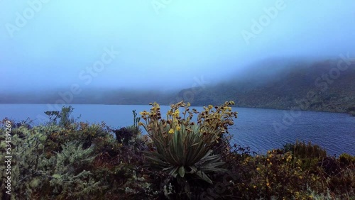 Footage of a Frailejon (Espeletia) in the Sumapaz moorland or paramo with another plants in the shore of a lake. Mountains covered with clouds and fog in teh background photo