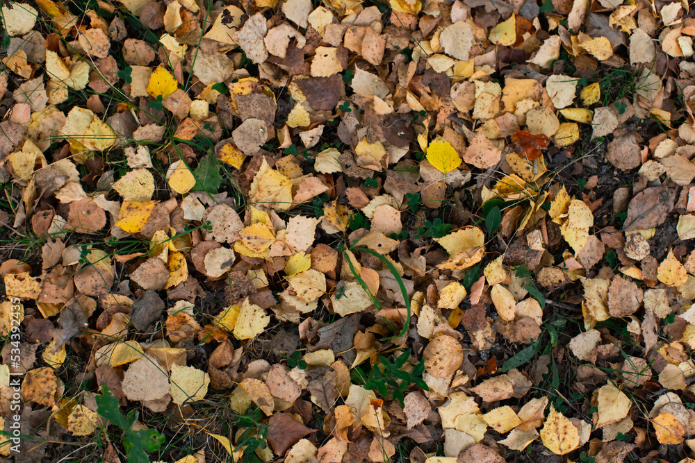 Seasonal photo, autumn, fallen birch leaves on the grass. Flatlay. Seasonal photo, autumn, fallen birch leaves on the grass. Flatlay.
