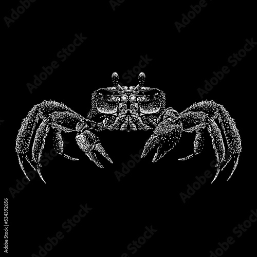 Ghost Crab hand drawing vector illustration isolated on black background