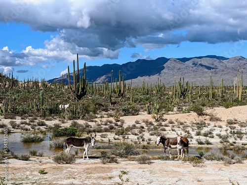 View into the desert of Baja California, Mexico