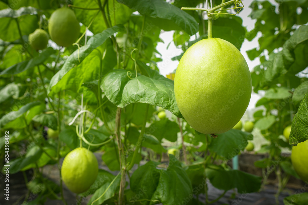 Organic melons grown in controlled areas in Thailand,Select focus. Organic melons grown in controlled areas in Thailand,Select focus.