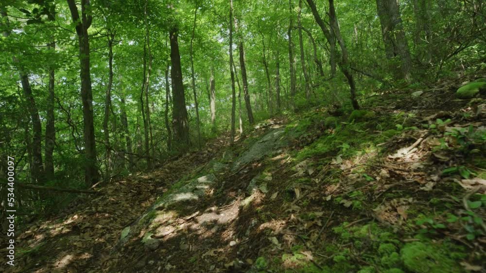 Gimbal shot through deep dense Pennsylvania forest in slow motion in summertime Gimbal shot through deep dense Pennsylvania forest in slow motion in summertime