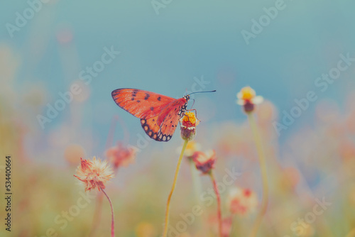 butterfly on flower field, Meadow wild dandelion flowers in soft warm light. Autumn landscape blurry nature background.